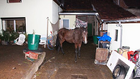 Die Nächte verbringt der arme Wallach auf dem blanken Steinboden ohne Schutz vor Regen und Wind.