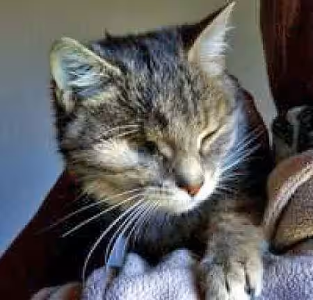 Katze mit nur einem Auge