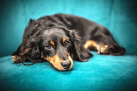 Stundenlanges Warten und Alleinesein Zuhause ist für keinen Hund schön.
