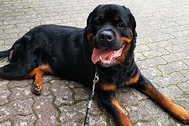 Der Hund Odin war von seiner Familie nicht mehr gewollt.