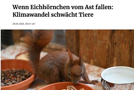 29.04.2025 | Frankfurter Rundschau | Wenn Eichhörnchen vom Ast fallen: Klimawandel schwächt Tiere