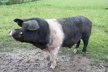 Angler Sattelschwein Angler Sattelschwein.