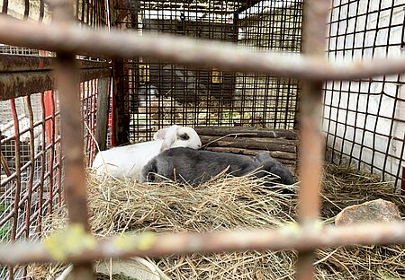 In zwei winzigen, verdreckten Gitterboxen sind auch noch Kaninchen eingesperrt