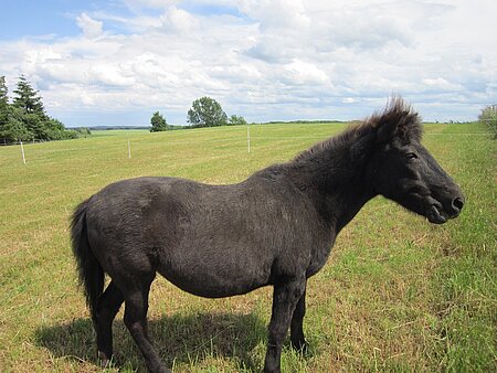 Pony Alba auf dem aktion tier Lottihof