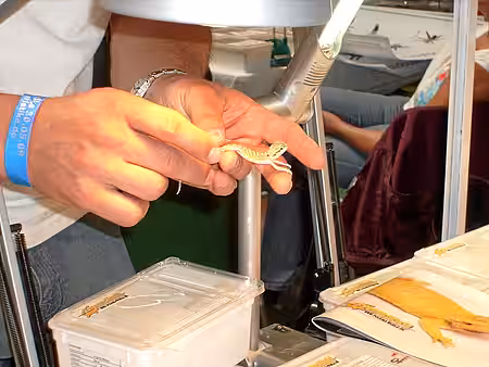 Händler mit lebenden Tieren auf einer Exotenbörse Händler mit lebenden Tieren auf einer Exotenbörse