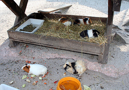 Meerschweinchengruppe in großem Freigehege