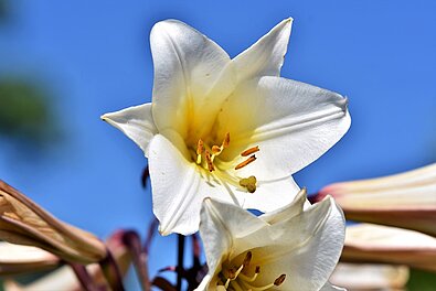 Lilien sind giftige Pflanzen.