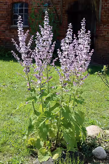 Muskateller Salbei (Salvia sclarea).