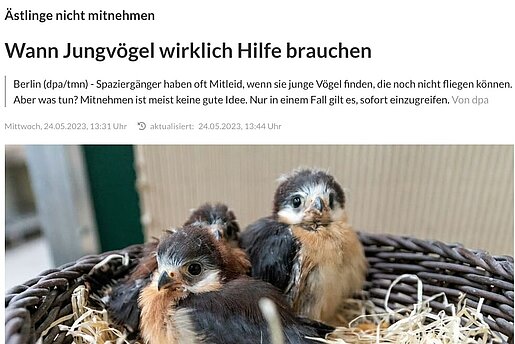 Wann jungvögel wirklich Hilfe brauchen – Westfalen-Blatt