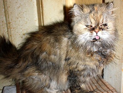 Katze mit verfilztem Fell Katze mit verfilztem Fell