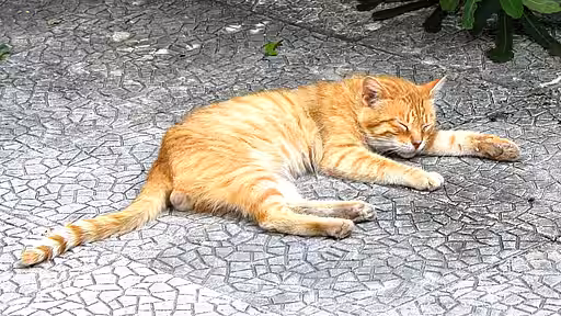 Vor allem unkastrierte Kater mit Freigang tragen zur Vermehrung der Staßenkatzen-bestände bei.