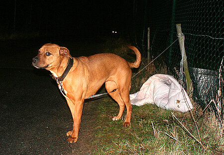 Dieser Hund wurde von seinem Besitzer an einem Zaun angebunden.