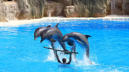 Glücklicherweise gibt es immer weniger Delfinarien. 