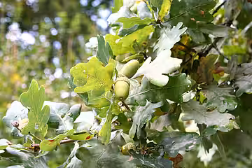 Alle Arten von Eichen diesen als Fraßpflanze (hier Stiel- Eiche mit Früchten) Alle Arten von Eichen diesen als Fraßpflanze (hier Stiel- Eiche mit Früchten)