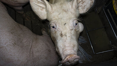 Schwein in der Massentierhaltung