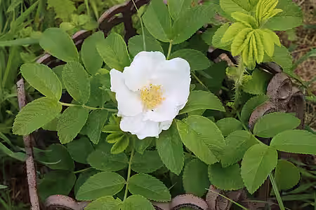 Weiße Kartoffelrose (Rosa rugosa Àlba) - Bitte nicht pflanzen!