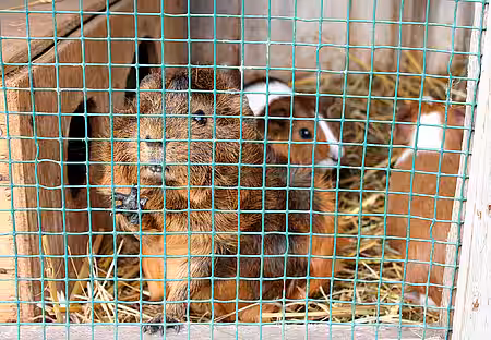 Meerschweinchen in einem viel zu kleinen Käfig
