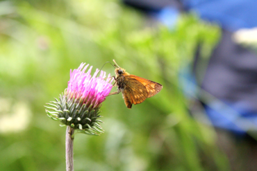 Rostfarbige Dickkopffalter (Ochlodes sylvanus) an Gewöhnlicher Kratzdistel (Cirsium vulgare)