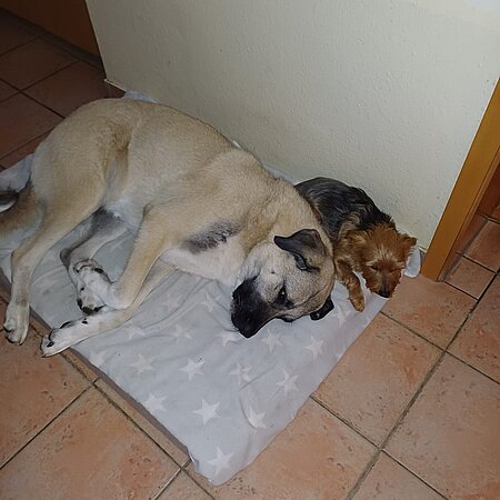 „der kleine Kerl wurde liebevoll von al- len aufgenommen. Hier mit Sina im Bettchen…“