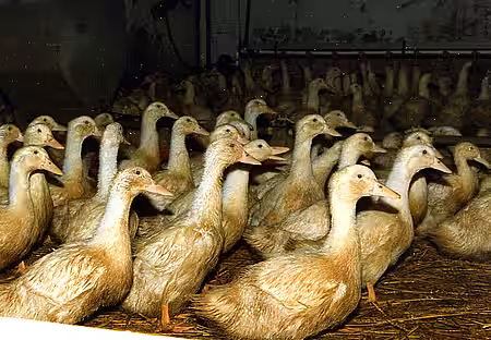 Auch bei Enten und Gänsen in der Intensivmast kommen Kippflügel vor