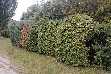 Hecke als Grundstücksbegrenzung (lebender Zaun).
