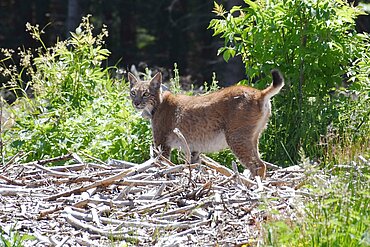 Ausgewilderter Jungluchs