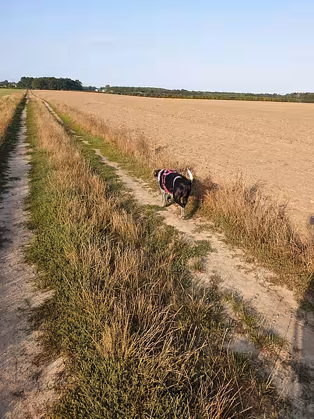 Eine große Rund ums Feld ist toll für Hund und Mensch. Eine große Rund ums Feld ist toll für Hund und Mensch.