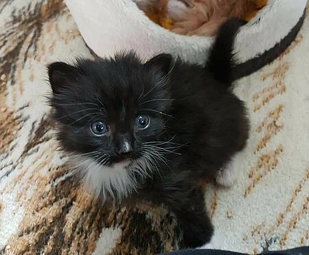 Katzenbaby