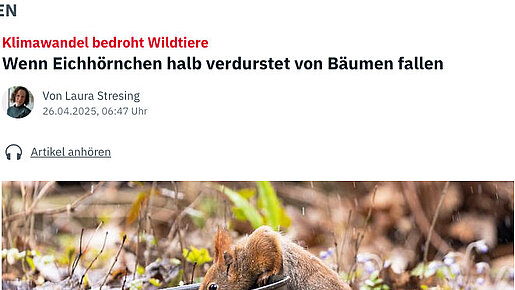 26.04. 2025 | n.tv | Wenn Eichhörnchen halb verdurstet von Bäumen fallen