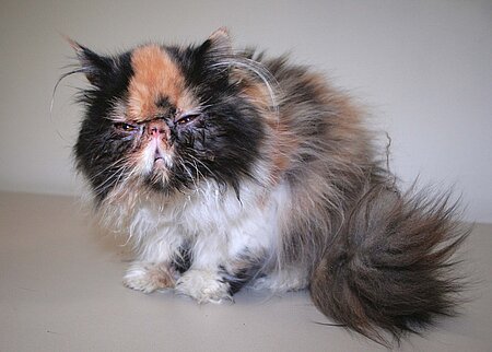 Eine Perserkatze auf einem weißen Hintergrund schaut in die Kamera.