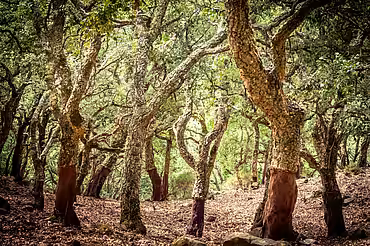 Es gibt sowohl natürliche als auch angepflanzte Korkeichenbestände.