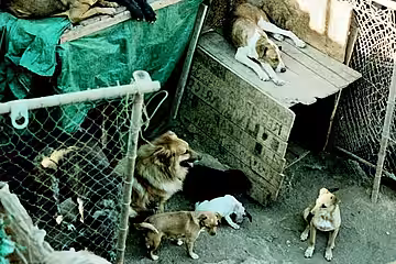 Völlig verwahrloste Tiere in unzumutbarer Unterbringung. Völlig verwahrloste Tiere in unzumutbarer Unterbringung.