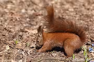 Eichhörnchen beim Suchen nach einer geeigneten Stelle, um Nahrung einzugraben.