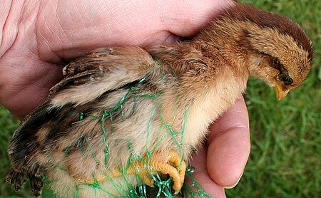 In einem Plastiknetz verfangenes Vogelküken. 