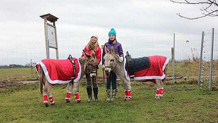 Esel beim Weihnachtspaziergang