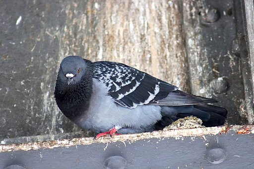 Taubenkot im öffentlichen Raum.