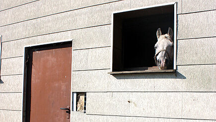 Pferd im Hausanbau.