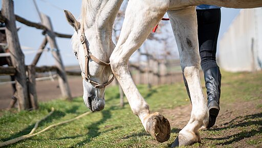 Im Pferdesport kommt es teilweise durch nicht artgerechte Beanspruchung des Tierkörpers