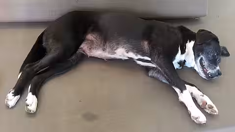 Eine Scheinschwangerschaft macht Hündinnen rastlos.