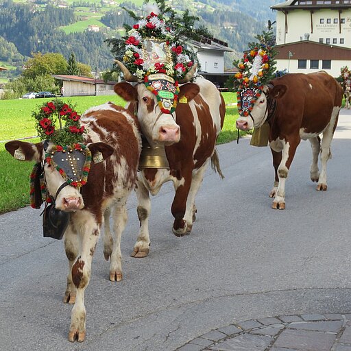 Beim Almabtrieb