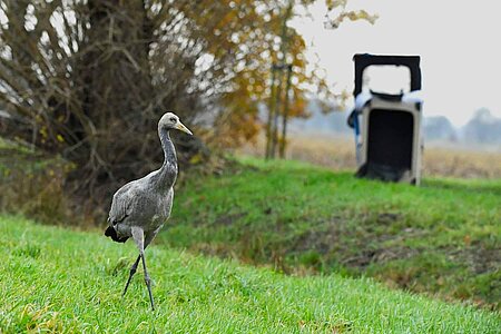 Kranich während der Auswilderung