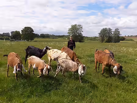 Die hübschen Anglo-Nubischen Ziegen.