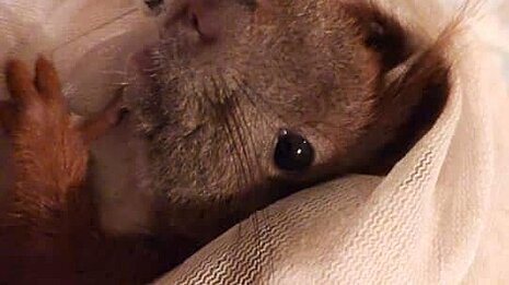 Das „Balkonfensterhörnchen“ Margret hatte sich mit einem Fuß in einem Fenster eingeklemmt.