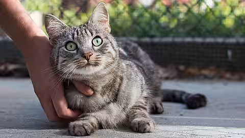 "Lilly" "Lilly" aus dem aktion tier Tierheim Zossen hat inzwischen ein schönes Zuhause gefunden.