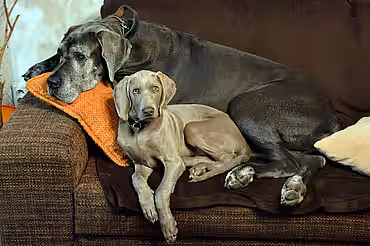 Wer Hunde oder Katzen halten möchte, braucht die Zustimmung des Vermieters.