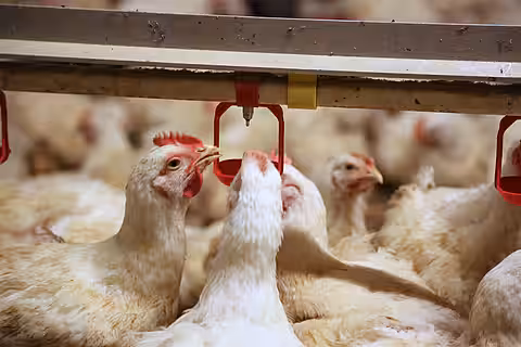 Tote Hühner und weggeworfene Eier aus einem Mastbetrieb