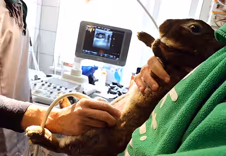 Ultraschall-Untersuchung bei einem weiblichen Kaninchen.