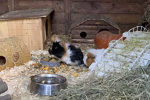 Meerschweinchen auf dem Lottihof