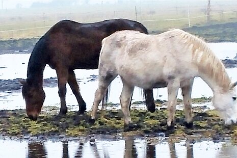 Bei dieser Tierhaltung ist dauerhaft `Land unter`. 