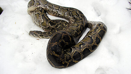 Im Schnee ausgesetzter Tigerpython